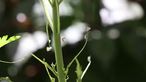 Praying Mantis and Caterpillar Encounter Part I Stock Footage 230575847