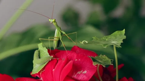 Praying Mantis and Caterpillar Encounter Stock Footage 241470542