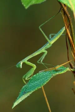 Praying mantis and dew 스톡 사진