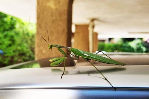 A praying mantis and its reflective silhouette, walking on a car roof early in Stock Photos