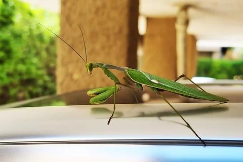 A praying mantis and its reflective silhouette, walking on a car roof early.. Stock Photos