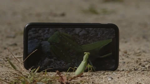 Praying Mantis and Mobile Phone. Stock Footage 219217591