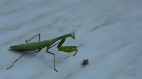 Praying mantis and a spider. 動画素材 52655888