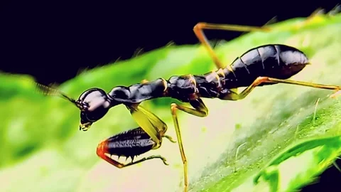 Praying mantis ants Stock Footage 239818068