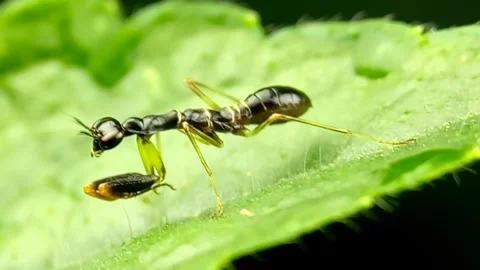 Praying mantis ants Stock Footage 240300760