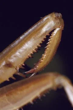 Praying mantis arm Fotos Stock