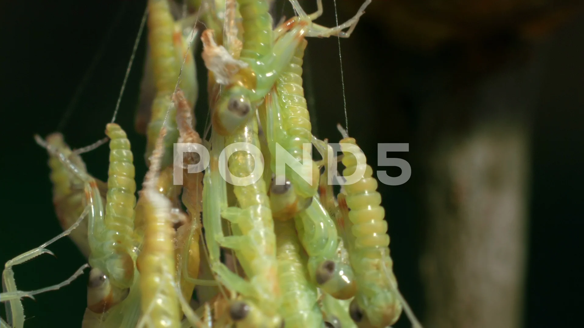 Praying Mantis Babies New Borned Close U Stock Video Pond5