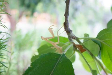 Praying mantis back side view Stock Photos