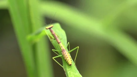Praying mantis balancing on green stem in forest closeup Stock Footage 79427871