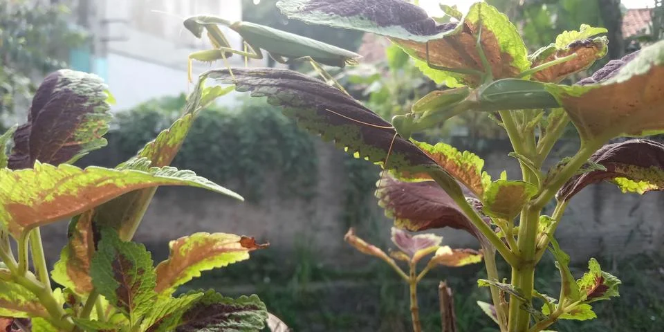 The praying mantis is basking Stock Photos