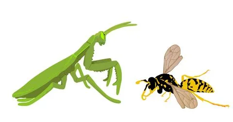 Praying mantis battle with wasp vector illustration Stock Illustration