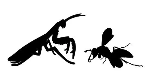 Praying mantis battle with wasp vector silhouette illustration Stock Illustration