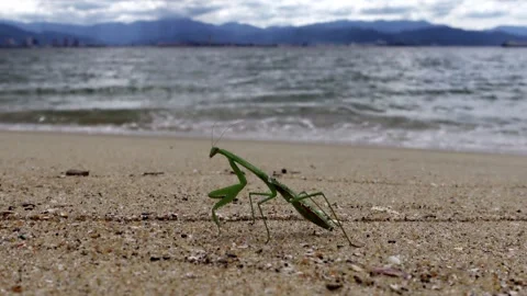 Praying Mantis on Beach,4K Video stock 318793734