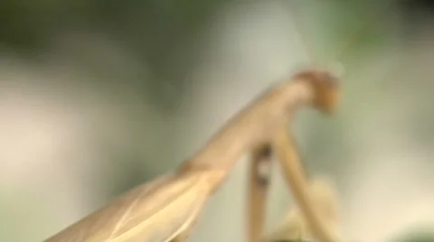 Praying Mantis From Behind Video stock 8556012