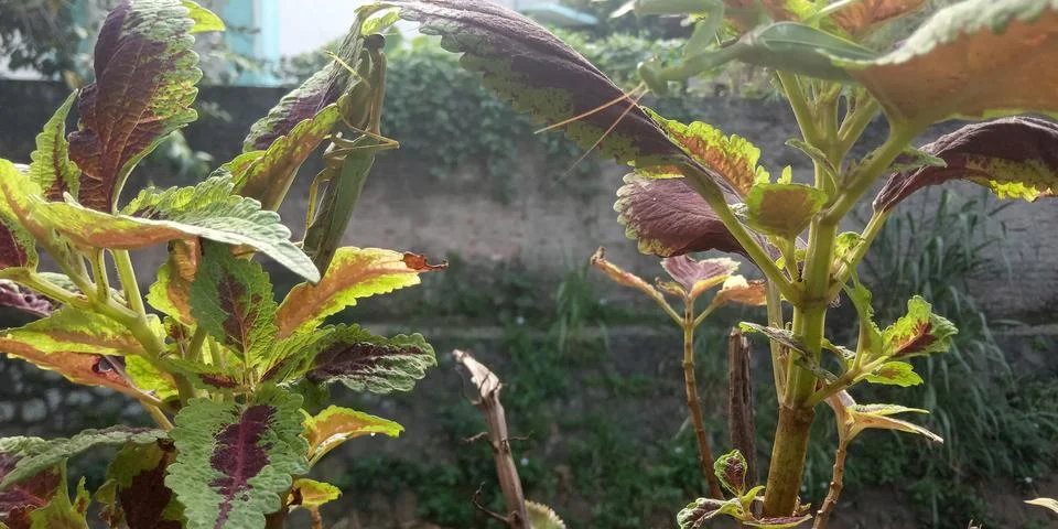 The praying mantis is being protected Stock Photos