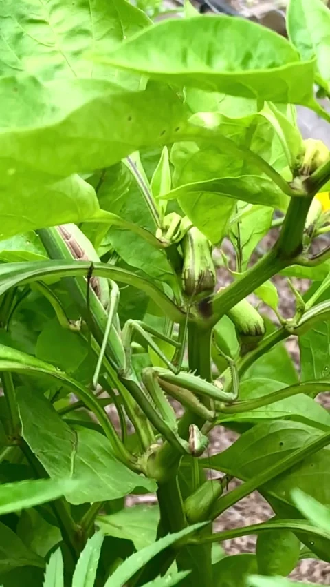 Praying Mantis on Bell Pepper Plant – Stealthy Movement Stock Footage 314012269