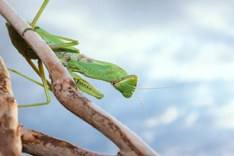 Praying mantis on branch close-up with sky background Stock Photos