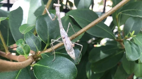 Praying Mantis on a branch Stock Footage 91259161