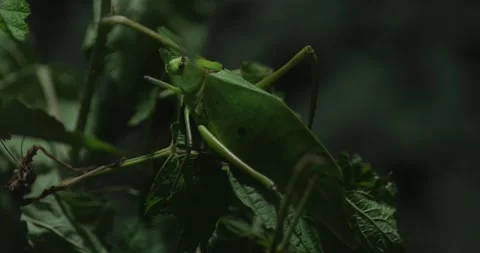 Praying mantis on a branch Stock Footage 281440839