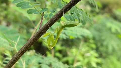Praying Mantis on Branch Stock Footage 338398998