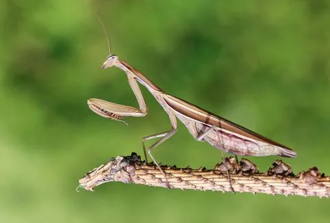 Praying mantis in branch with green background in nature. Stock Photos