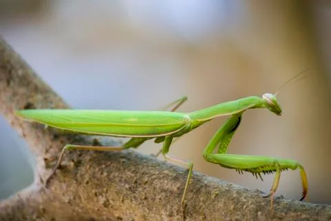 Praying mantis on branch Stock Photos