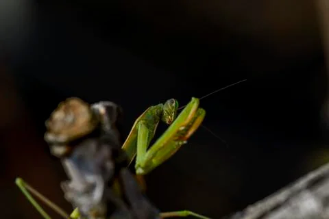 Praying mantis on a branch Stock Photos