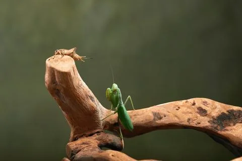 Praying Mantis on Branch Stock Photos