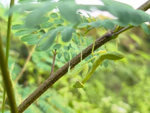 Praying Mantis on Branch Stock Photos