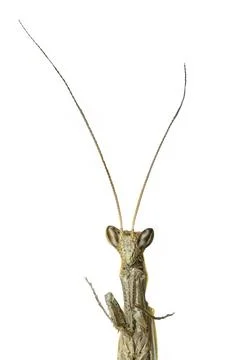 Praying Mantis Brown Head and Antennae Isolated on White Stock Photos