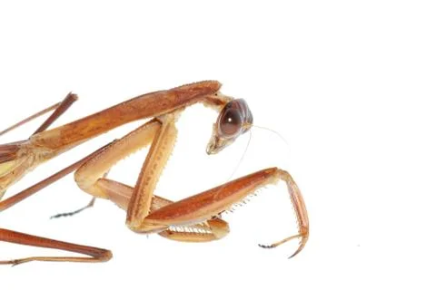 Praying mantis bug insect isolated Stock Photos