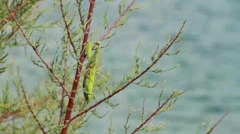 Praying Mantis in a bush Stock Footage 43064047