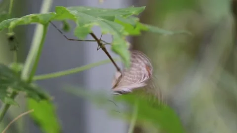 Praying mantis with a butterfly it caught Stock Footage 136844874