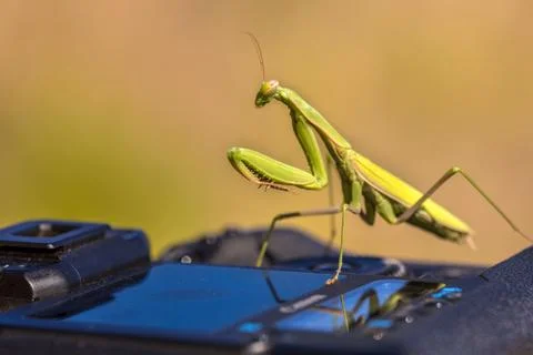 Praying Mantis on camera Stock Photos