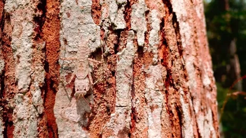 Praying mantis camouflage on grey bark 스톡 동영상 338367867