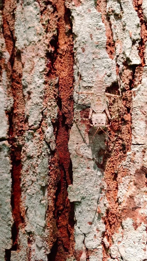 Praying mantis camouflage on grey bark  vertical video 스톡 동영상 338367873