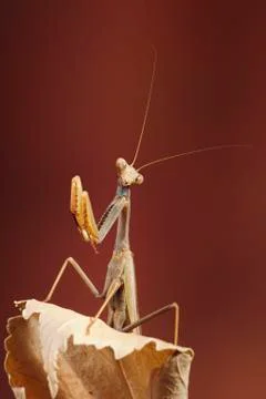 Praying mantis camouflaged on a dry leaf waiting to hunt a prey in Malaga. Sp Stock Photos