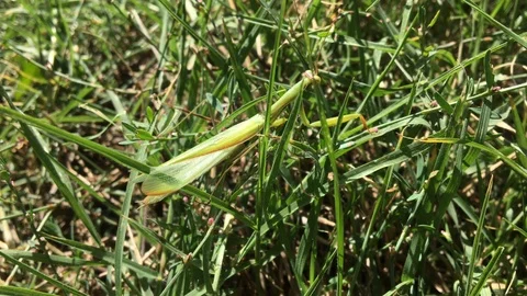 Praying Mantis Camouflaged in Grass – Macro Wildlife Footage Stock Footage 103138684