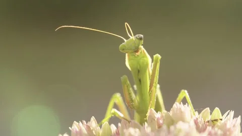 The praying mantis carefully cleans one of its antennae Stock Footage 344462868