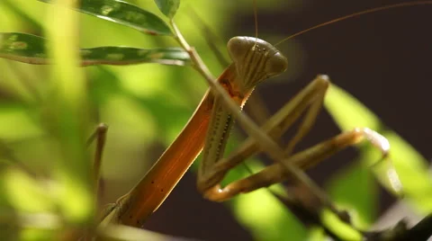 Praying mantis catching fly backlit Vidéo 998683