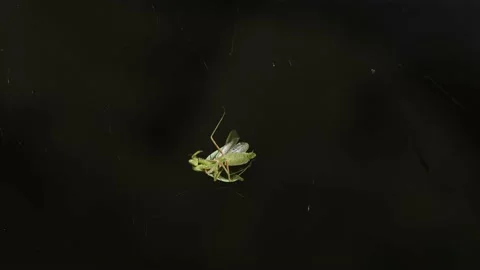 Praying Mantis Caught in Spider's Web Stock Footage 219217558