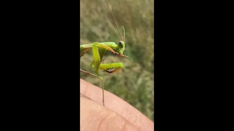 Praying mantis chewing slowly with visible mouth movement Stock Footage 310401716