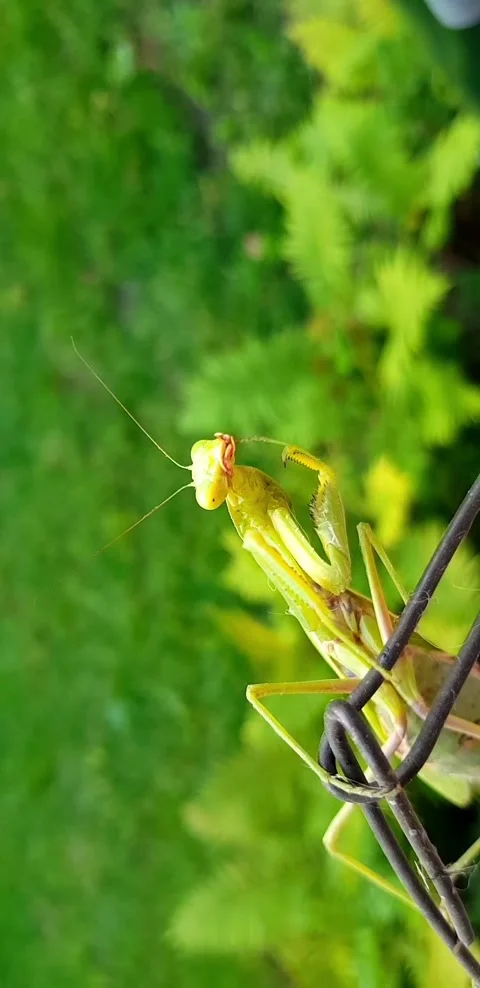 Praying mantis clean yourself Stock Footage 141116999