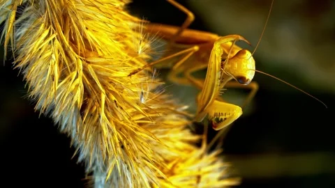 Praying mantis cleaning front legs on dry plant Stock Footage 340757888