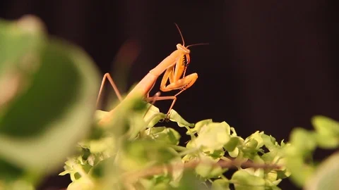 Praying mantis cleaning herself Stock Footage 94559344