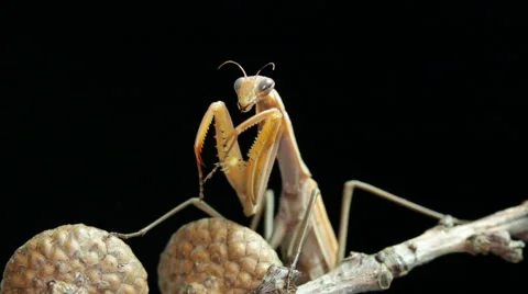 Praying Mantis Cleaning Itself Stock Footage 42976082
