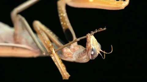 Praying Mantis Cleaning Itself Stock Footage 42976113