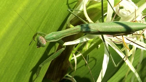 Praying mantis cleaning itself Stock Footage 75013123