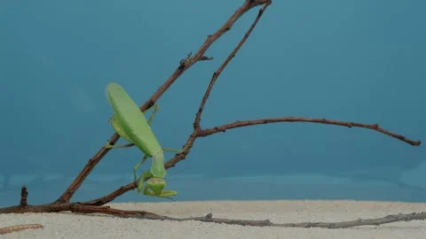 The praying mantis cleans the brushes on its paws and watches the prey. Stock Footage 256823647