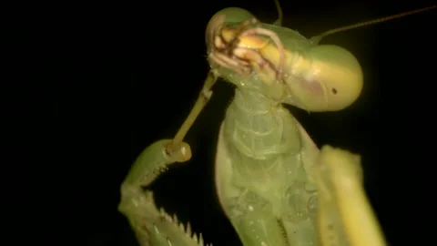 Praying mantis cleans paws. Extreme close up of mantis insect Stock Footage 163563828